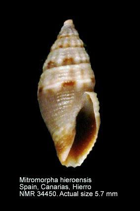 Mitromorpha hieroensis (3).jpg - Mitromorpha hieroensis Mifsud,2001